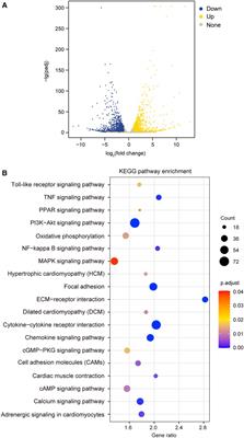 TIMP3 induces gene expression partly through PI3K and their association with vascularization and heart rate